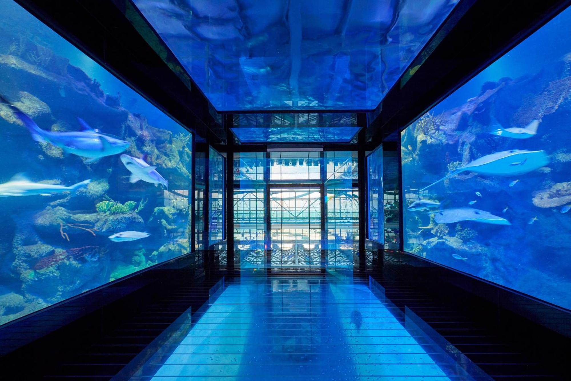 Paragraph Resort & Spa Shekvetili, Autograph Collection Exteriér fotografie The tunnel at the aquarium